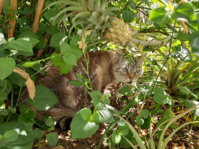 Gato ra a SRD idade 5 anos nome Sem nome ainda