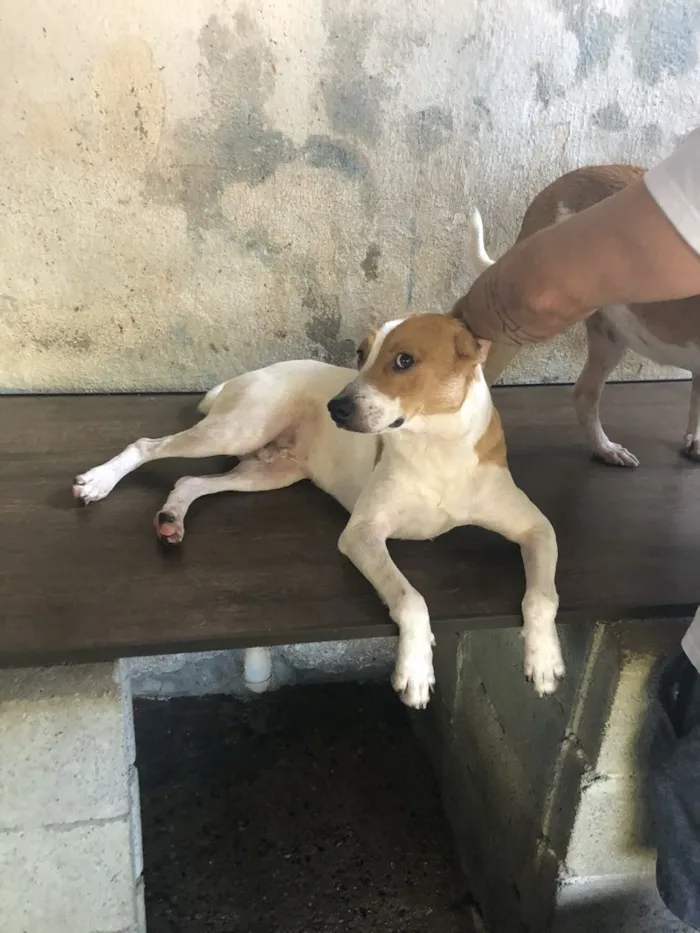 Cachorro ra a SRD idade 2 anos nome Godofredo 