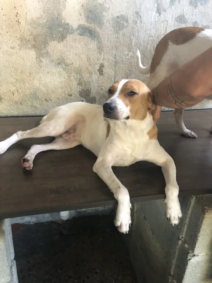Cachorro ra a SRD idade 2 anos nome Godofredo 