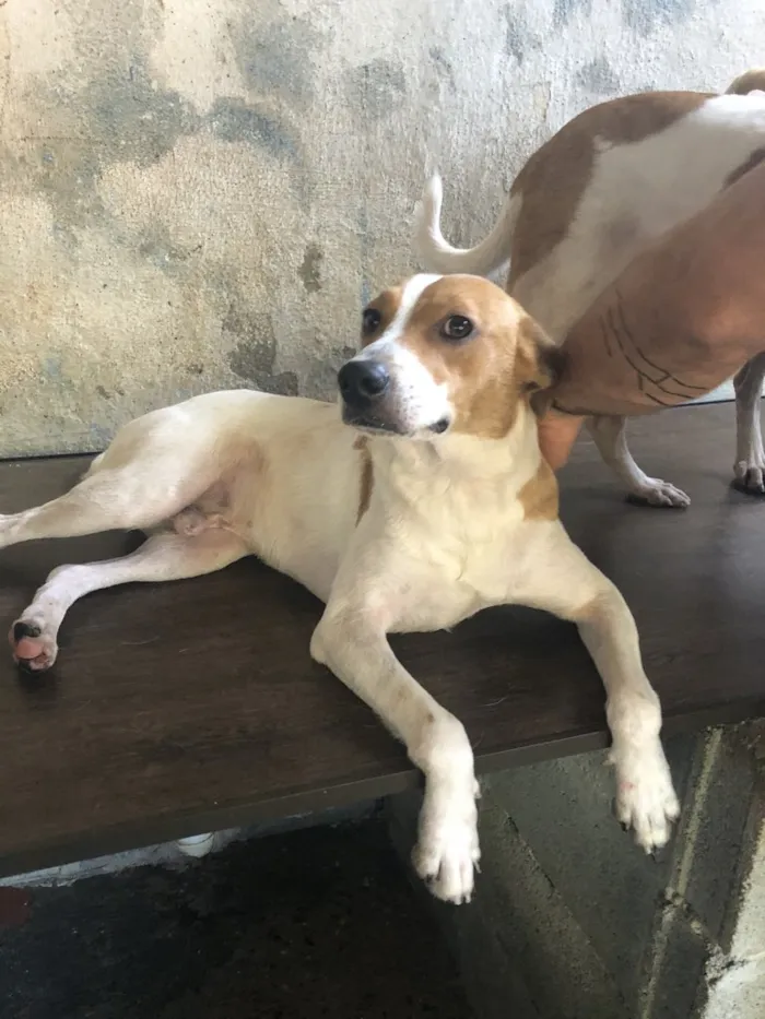 Cachorro ra a SRD idade 2 anos nome Godofredo 