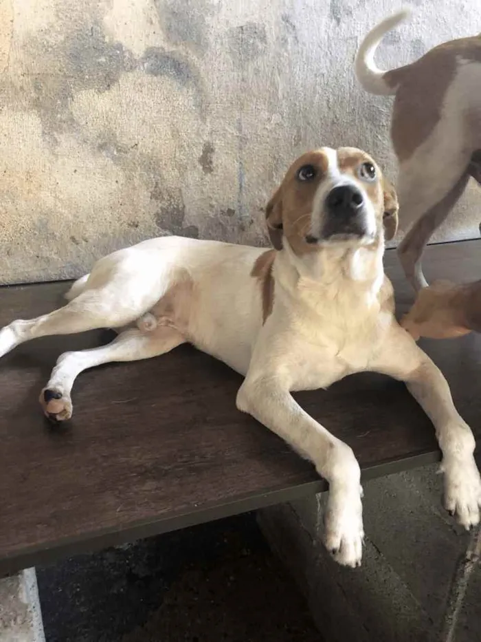 Cachorro ra a SRD idade 2 anos nome Godofredo 
