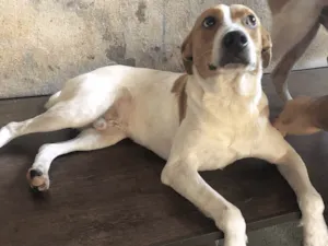 Cachorro raça SRD idade 2 anos nome Godofredo 
