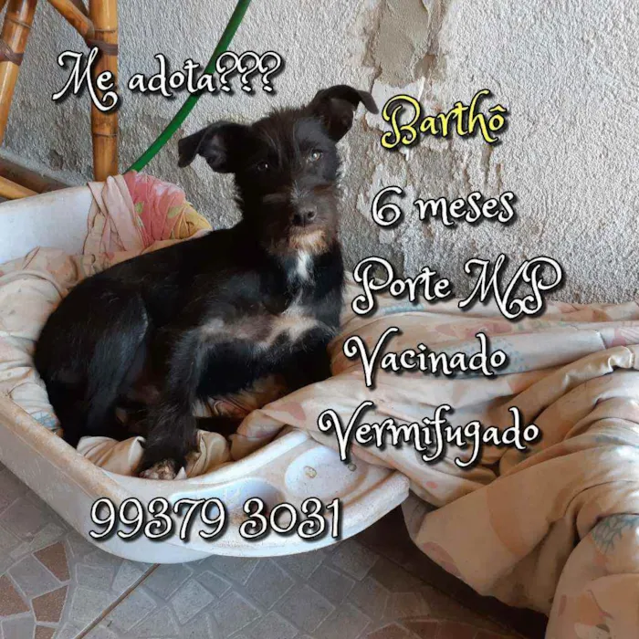 Cachorro raça SRD idade 7 a 11 meses nome Barthô 