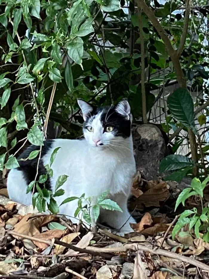 Gato ra a SRD idade 7 a 11 meses nome Coração 