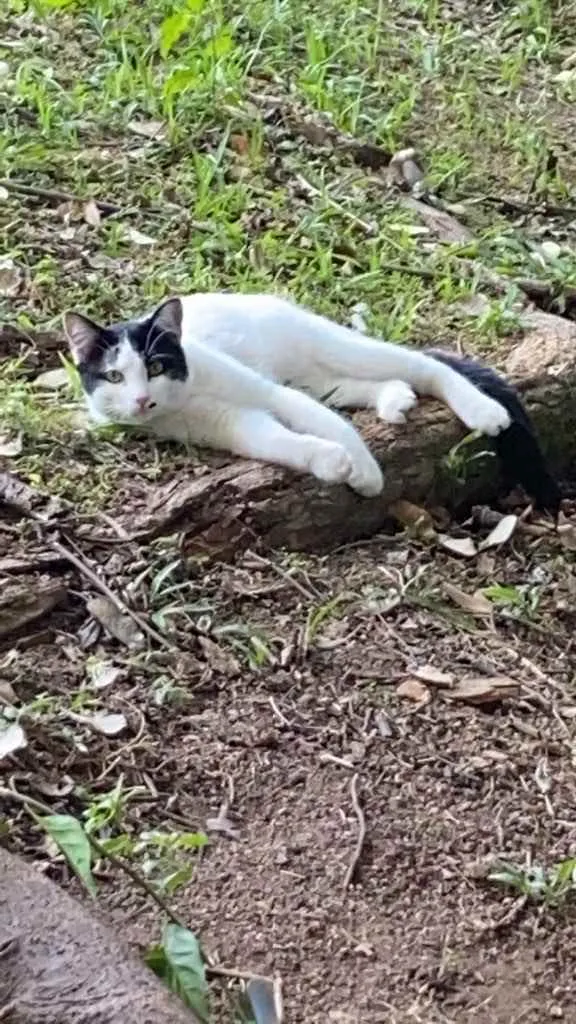 Gato ra a SRD idade 7 a 11 meses nome Coração 