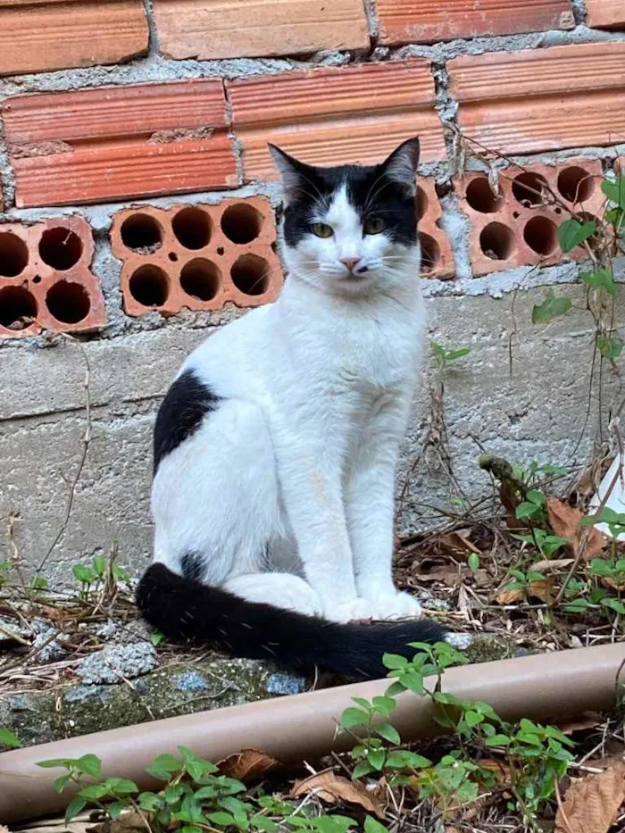 Gato ra a SRD idade 7 a 11 meses nome Coração 