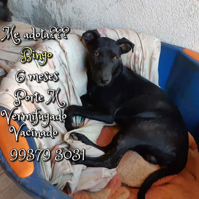 Cachorro raça SRD idade 7 a 11 meses nome Bingo