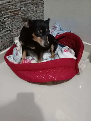 Cachorro raça Pincher idade 6 ou mais anos nome Pretinha