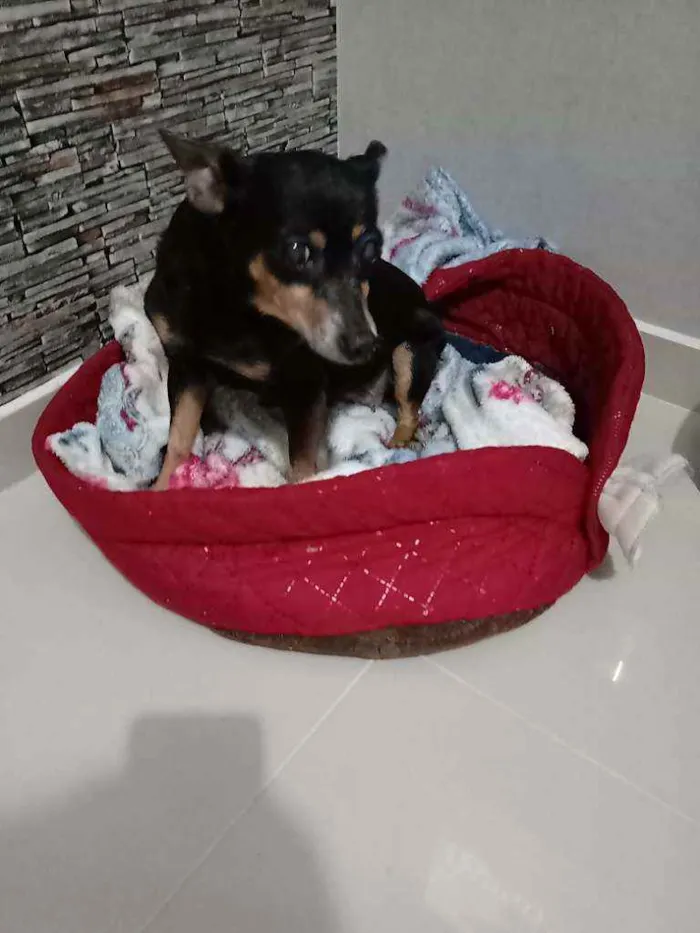 Cachorro ra a Pincher idade 6 ou mais anos nome Pretinha
