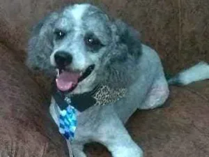 Cachorro raça Mestiço de Poodle  idade 6 ou mais anos nome Joca 