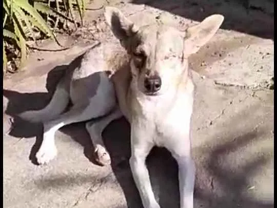 Cachorro ra a  idade 4 anos nome Bono ( especial)