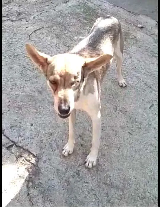 Cachorro ra a  idade 4 anos nome Bono ( especial)