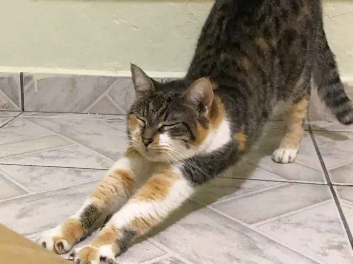 Gato raça SRD idade 2 anos nome Kiara