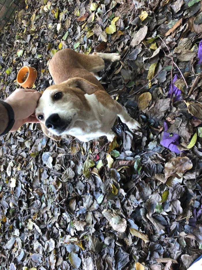 Cachorro raça SRD idade 4 anos nome Gordo