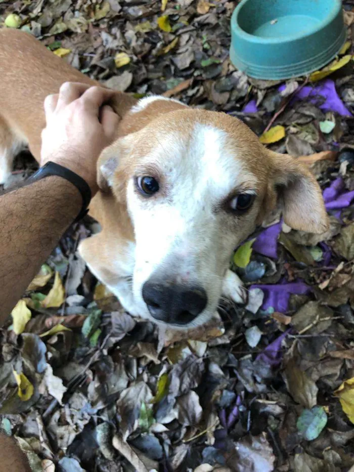 Cachorro raça SRD idade 4 anos nome Gordo