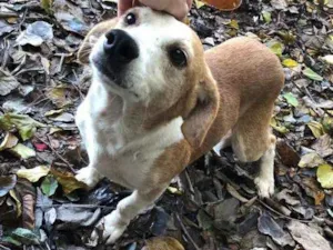 Cachorro raça SRD idade 4 anos nome Gordo