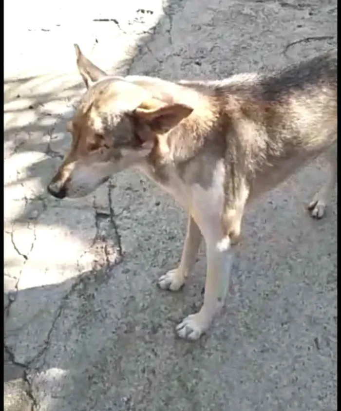 Cachorro ra a  idade 4 anos nome Bono ( especial)