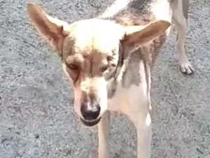 Cachorro ra a  idade 4 anos nome Bono ( especial)