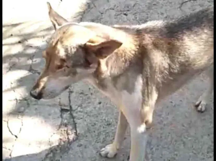 Cachorro ra a  idade 4 anos nome Bono ( especial)