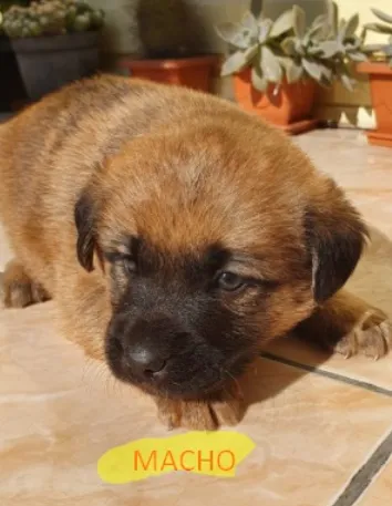 Cachorro ra a ND idade Abaixo de 2 meses nome bebes