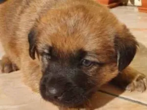 Cachorro raça ND idade Abaixo de 2 meses nome bebes