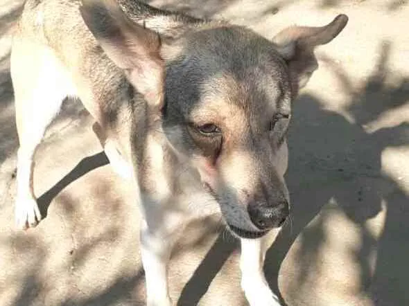 Cachorro ra a  idade 4 anos nome Bono ( especial)