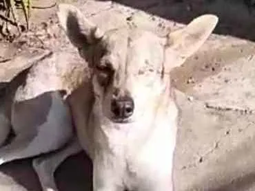 Cachorro ra a  idade 4 anos nome Bono ( especial)