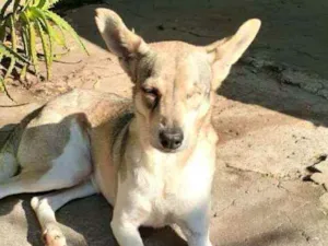 Cachorro raça  idade 4 anos nome Bono ( especial)