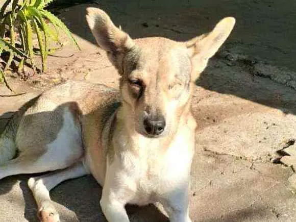 Cachorro ra a  idade 4 anos nome Bono ( especial)