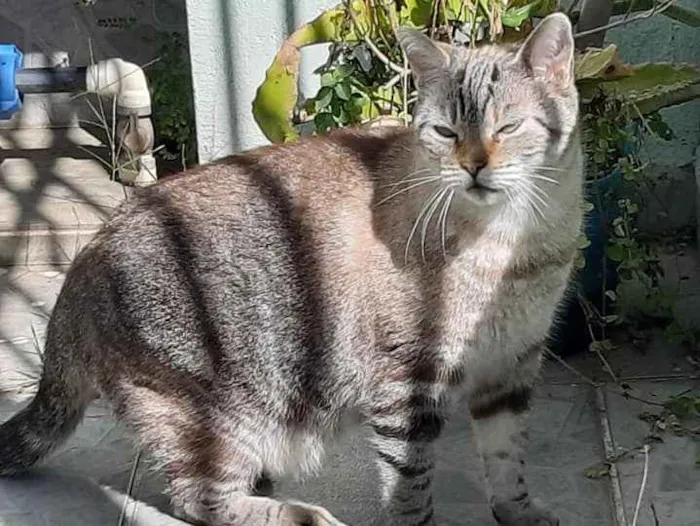 Gato ra a SRD idade 5 anos nome Sem nome ainda