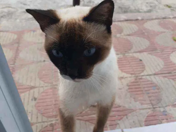 Gato raça Siamês  idade  nome Mister bigodes