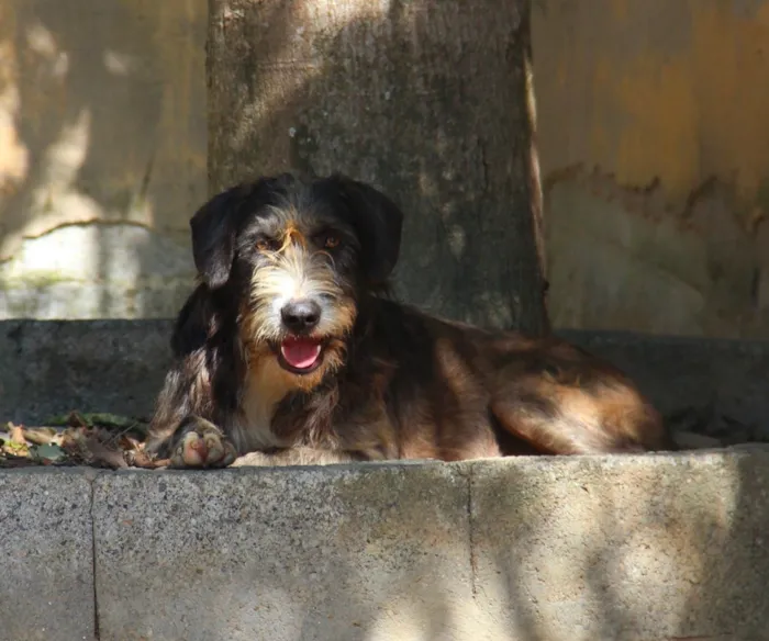 Cachorro raça SRD idade 1 ano nome Chiquinho 