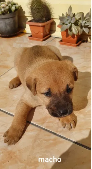 Cachorro ra a ND idade Abaixo de 2 meses nome bebes
