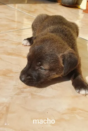 Cachorro ra a ND idade Abaixo de 2 meses nome bebes