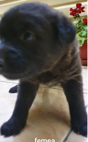 Cachorro ra a ND idade Abaixo de 2 meses nome bebes