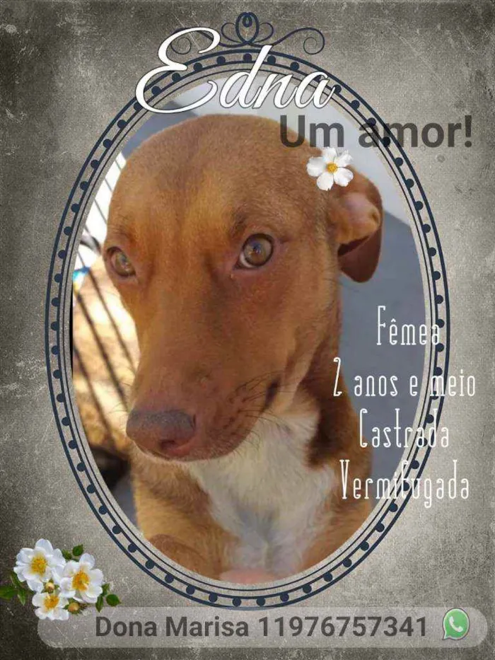 Cachorro ra a Srd idade 2 anos nome Edna