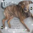 Felipe