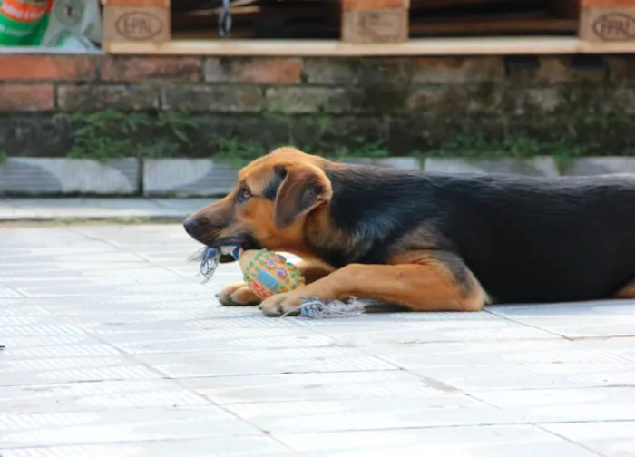 Cachorro ra a SRD idade 7 a 11 meses nome Bellinha