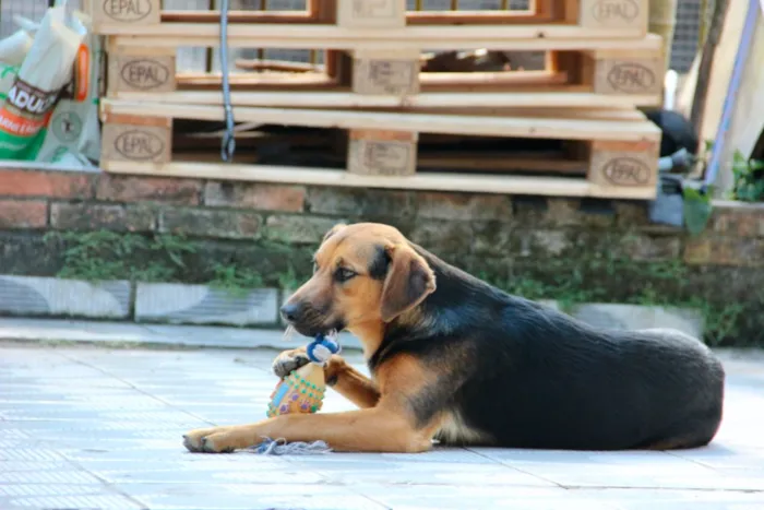 Cachorro ra a SRD idade 7 a 11 meses nome Bellinha