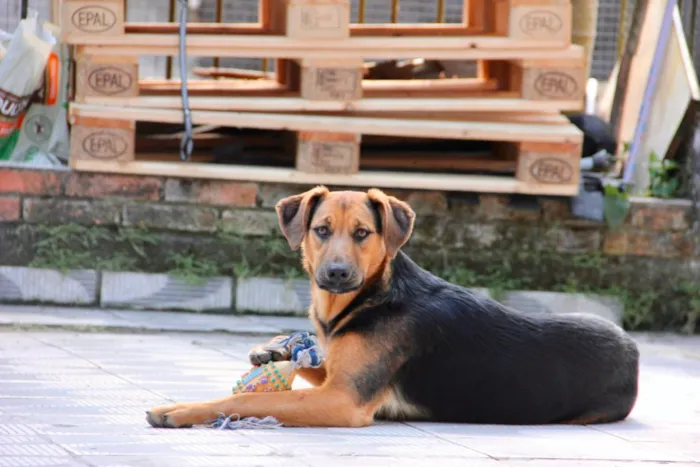 Cachorro ra a SRD idade 7 a 11 meses nome Bellinha