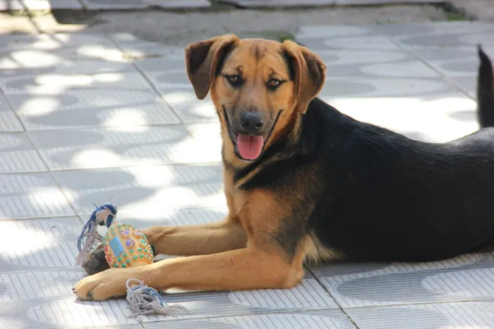 Cachorro ra a SRD idade 7 a 11 meses nome Bellinha
