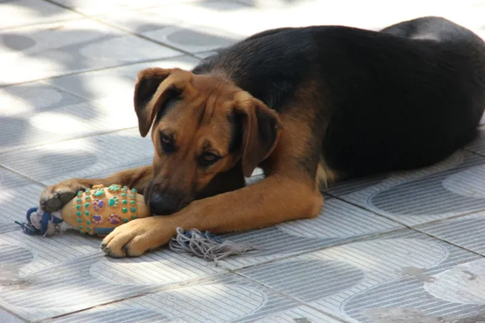 Cachorro ra a SRD idade 7 a 11 meses nome Bellinha