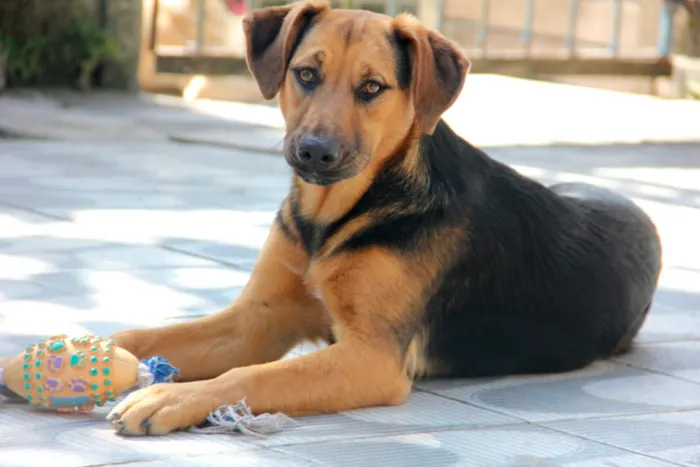 Cachorro ra a SRD idade 7 a 11 meses nome Bellinha