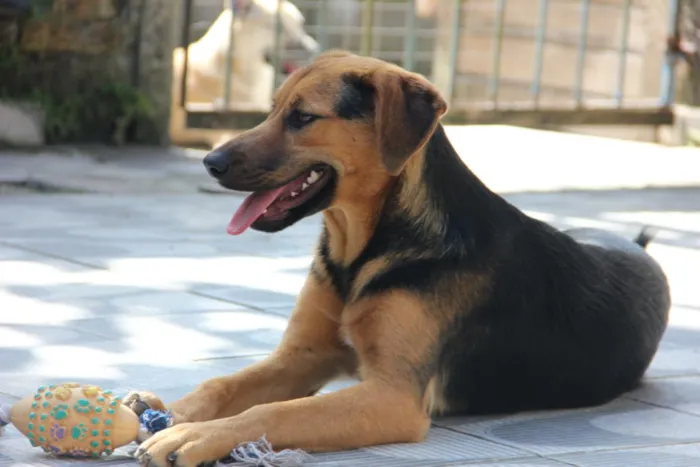 Cachorro ra a SRD idade 7 a 11 meses nome Bellinha