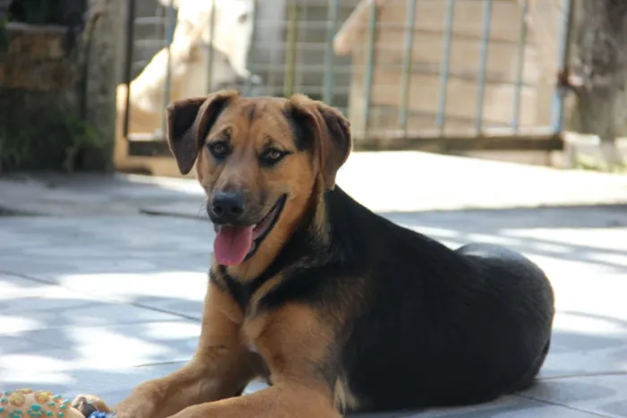 Cachorro ra a SRD idade 7 a 11 meses nome Bellinha