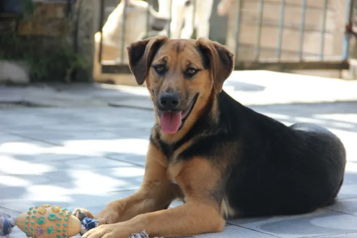 Cachorro ra a SRD idade 7 a 11 meses nome Bellinha