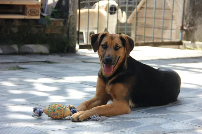 Cachorro ra a SRD idade 7 a 11 meses nome Bellinha