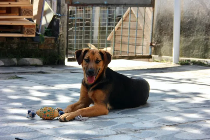 Cachorro ra a SRD idade 7 a 11 meses nome Bellinha