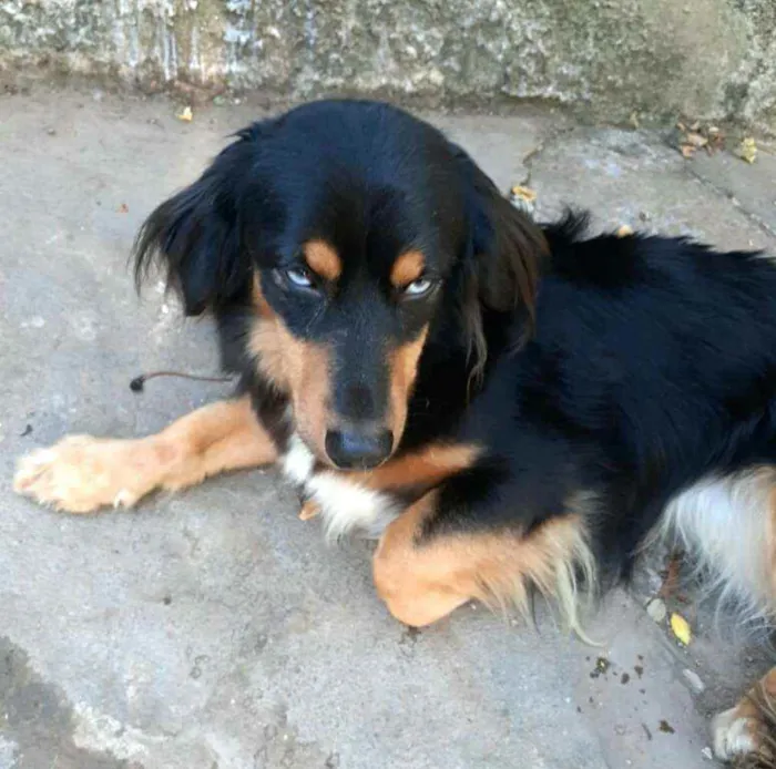 Cachorro ra a  idade 5 anos nome Lilica 