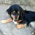 Lilica
